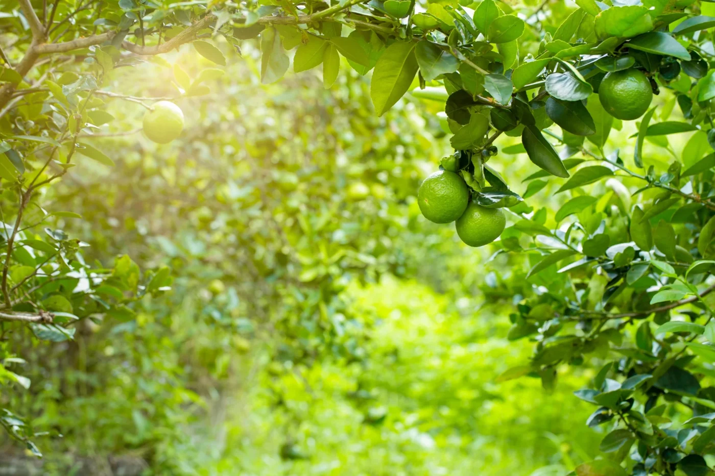 Limones verdes en una huerta